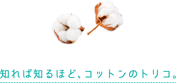 知れば知るほど、コットンのトリコ。